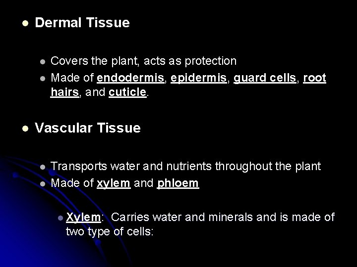 l Dermal Tissue l l l Covers the plant, acts as protection Made of