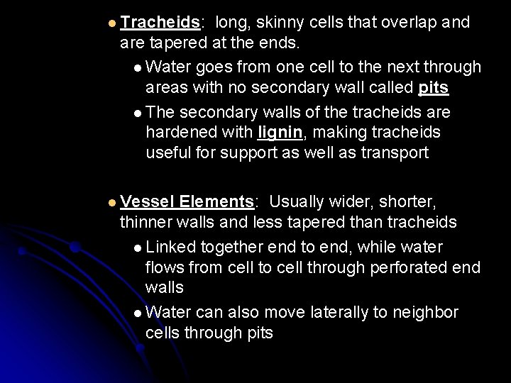 l Tracheids: long, skinny cells that overlap and are tapered at the ends. l