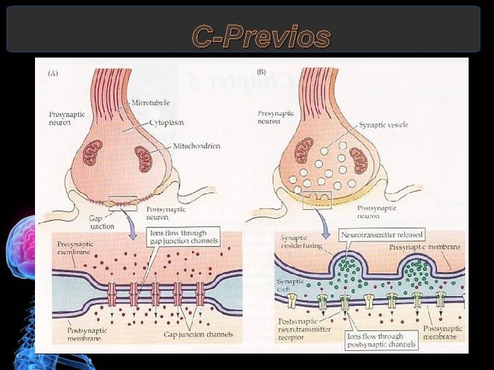 C-Previos 