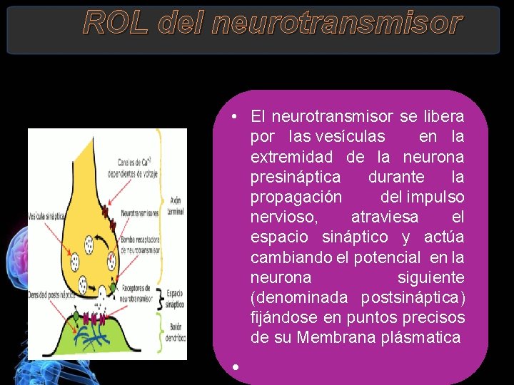 ROL del neurotransmisor • El neurotransmisor se libera por las vesículas en la extremidad