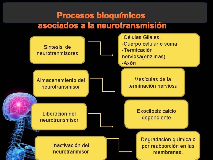 Sintesis de neurotranmisores Almacenamiento del neurotransmisor Liberación del neurotransmisor Inactivación del neurotranmisor Células Gliales