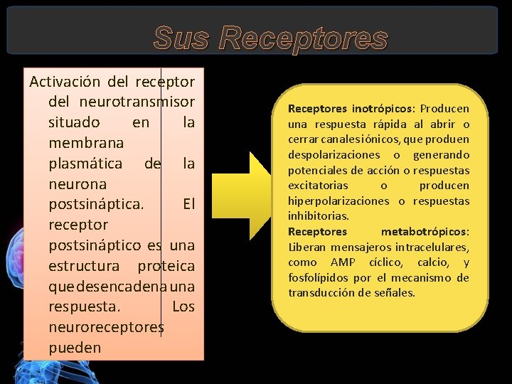 Sus Receptores Activación del receptor del neurotransmisor situado en la membrana plasmática de la