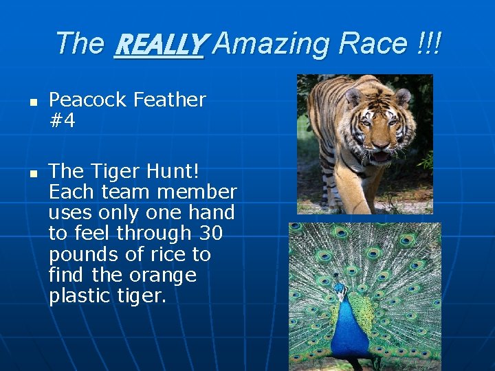 The REALLY Amazing Race !!! n n Peacock Feather #4 The Tiger Hunt! Each
