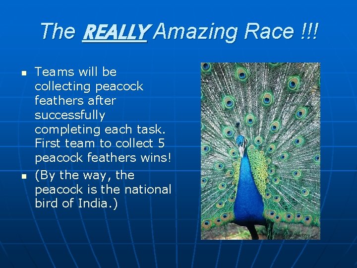 The REALLY Amazing Race !!! n n Teams will be collecting peacock feathers after