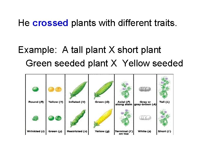 He crossed plants with different traits. Example: A tall plant X short plant Green