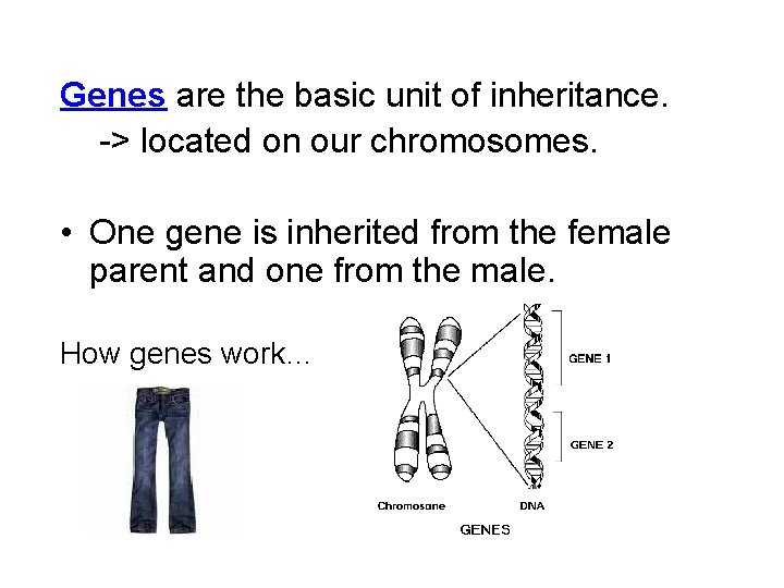 Genes are the basic unit of inheritance. -> located on our chromosomes. • One