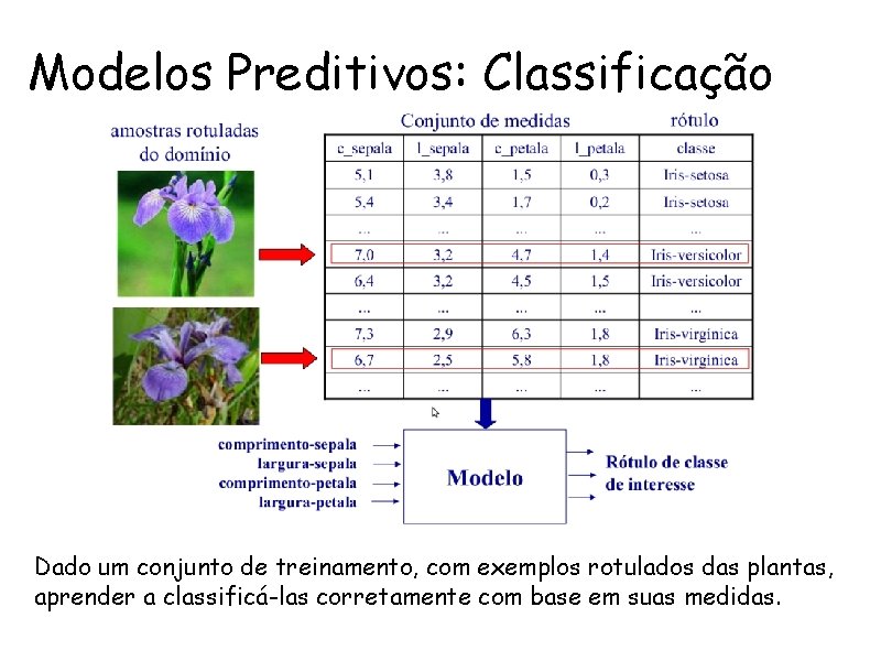 Modelos Preditivos: Classificação Dado um conjunto de treinamento, com exemplos rotulados das plantas, aprender