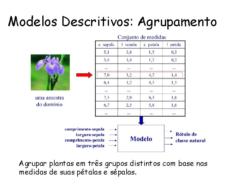 Modelos Descritivos: Agrupamento Agrupar plantas em três grupos distintos com base nas medidas de