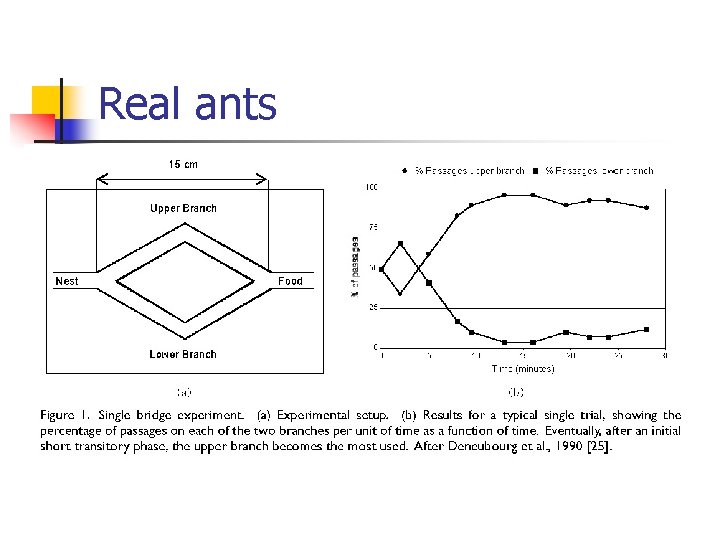 Real ants 