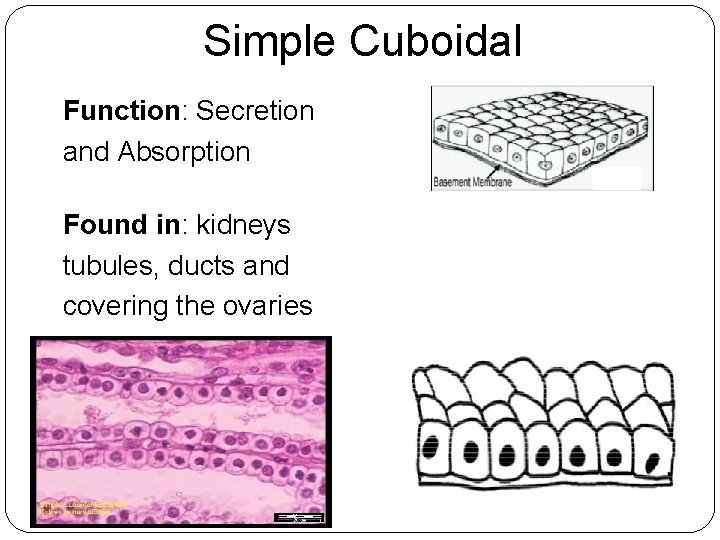 Simple Cuboidal Function: Secretion and Absorption Found in: kidneys tubules, ducts and covering the