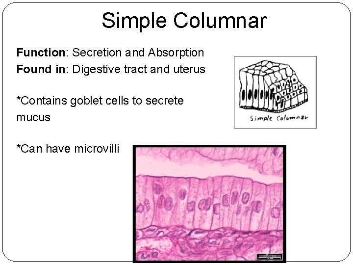 Simple Columnar Function: Secretion and Absorption Found in: Digestive tract and uterus *Contains goblet