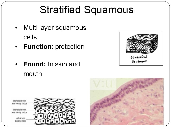 Stratified Squamous • Multi layer squamous cells • Function: protection • Found: In skin