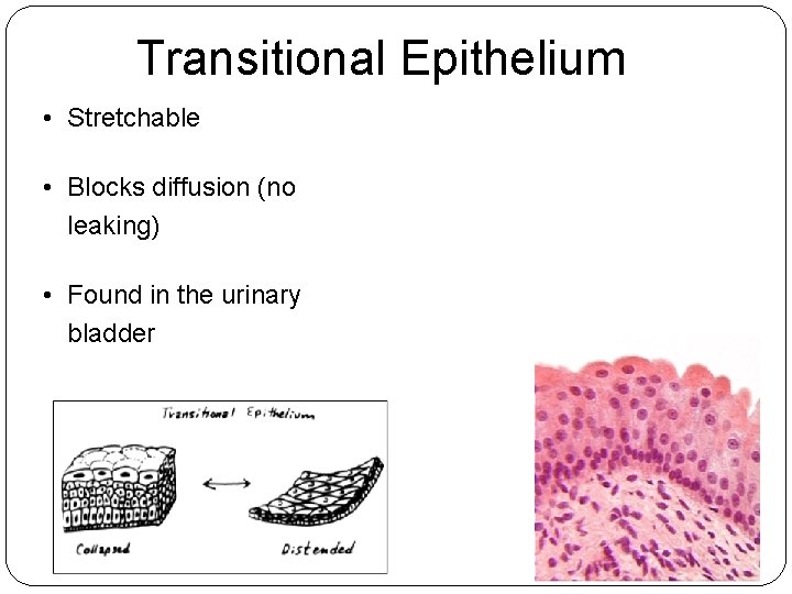 Transitional Epithelium • Stretchable • Blocks diffusion (no leaking) • Found in the urinary