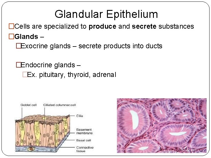 Glandular Epithelium �Cells are specialized to produce and secrete substances �Glands – �Exocrine glands