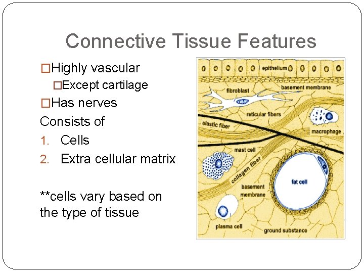 Connective Tissue Features �Highly vascular �Except cartilage �Has nerves Consists of 1. Cells 2.