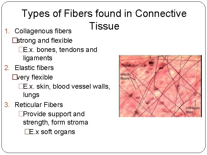 1. Types of Fibers found in Connective Tissue Collagenous fibers �strong and flexible �E.