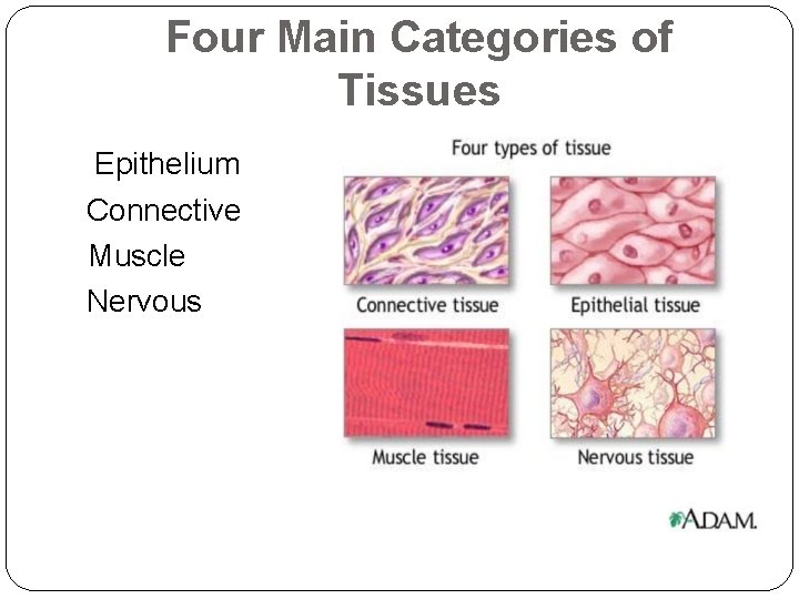 Four Main Categories of Tissues Epithelium Connective Muscle Nervous 