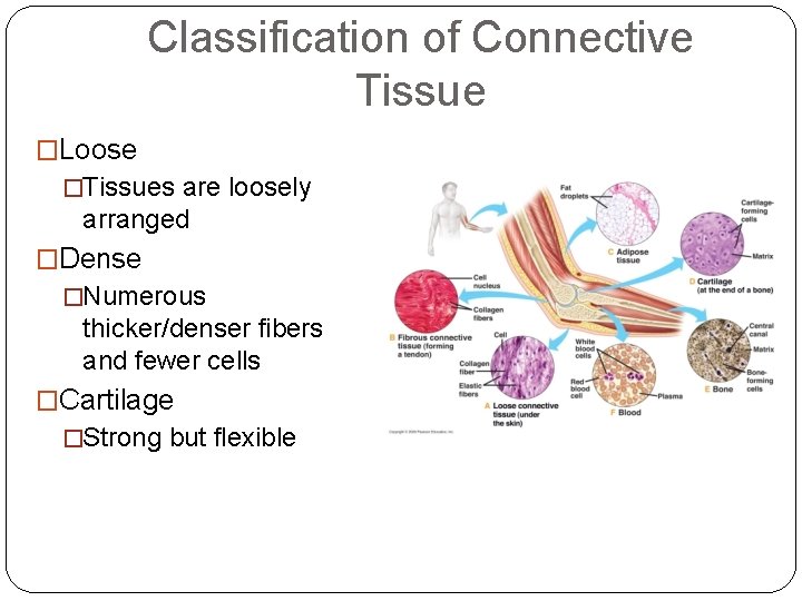 Classification of Connective Tissue �Loose �Tissues are loosely arranged �Dense �Numerous thicker/denser fibers and