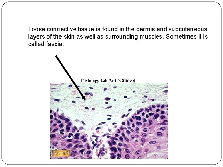 Loose connective tissue is found in the dermis and subcutaneous layers of the skin