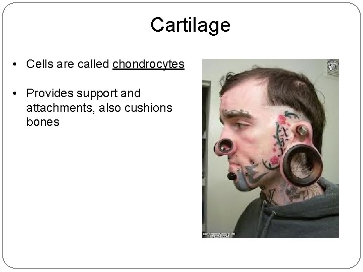 Cartilage • Cells are called chondrocytes • Provides support and attachments, also cushions bones