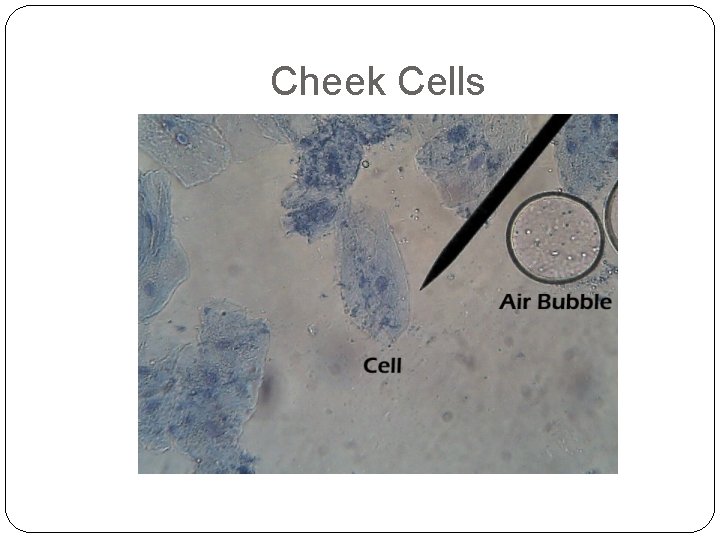 Cheek Cells 