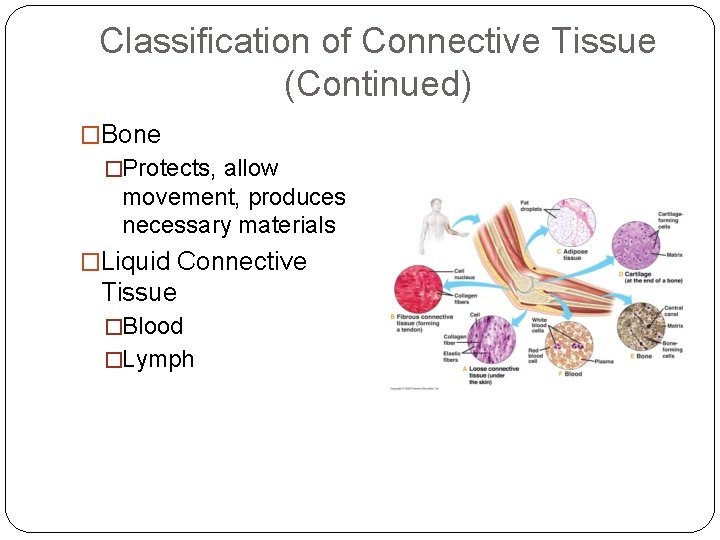 Classification of Connective Tissue (Continued) �Bone �Protects, allow movement, produces necessary materials �Liquid Connective