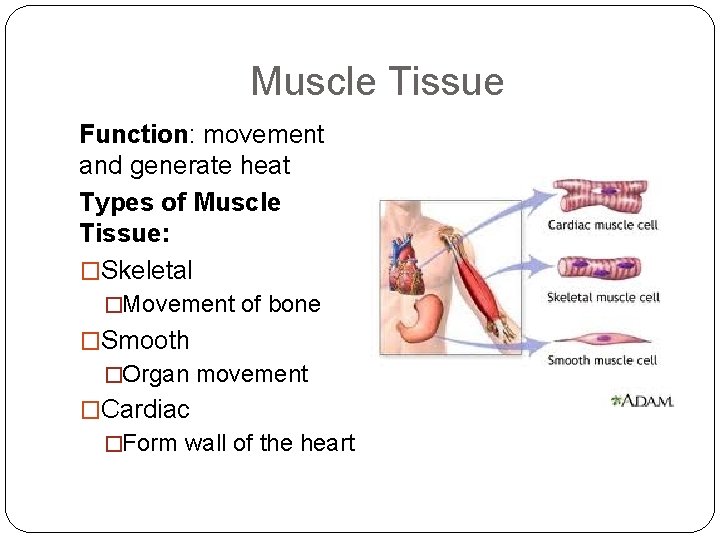 Muscle Tissue Function: movement and generate heat Types of Muscle Tissue: �Skeletal �Movement of