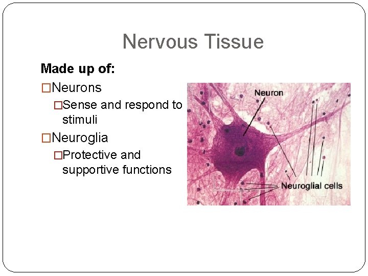 Nervous Tissue Made up of: �Neurons �Sense and respond to stimuli �Neuroglia �Protective and