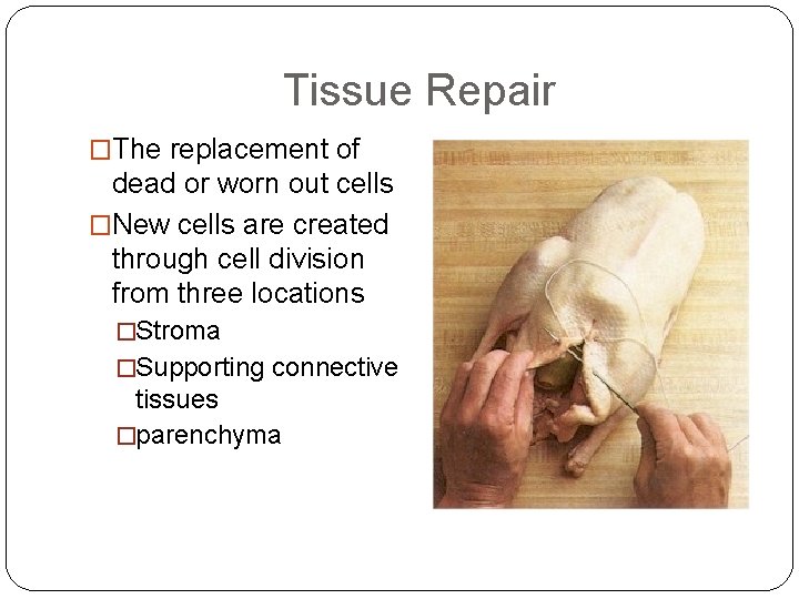 Tissue Repair �The replacement of dead or worn out cells �New cells are created