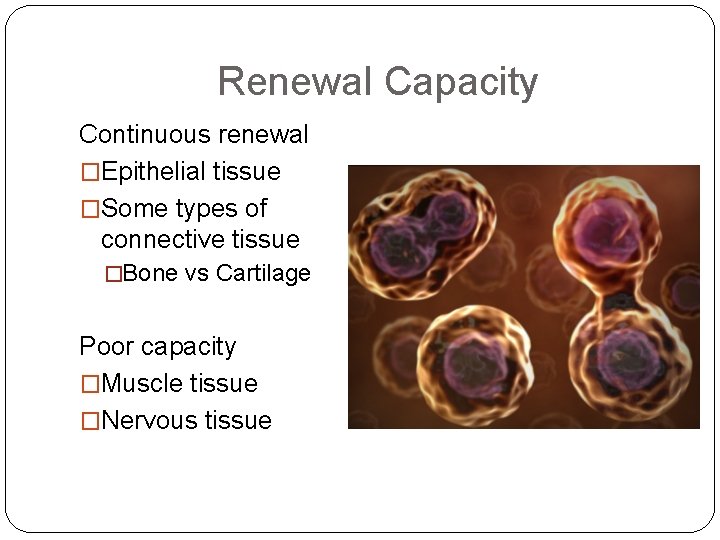 Renewal Capacity Continuous renewal �Epithelial tissue �Some types of connective tissue �Bone vs Cartilage
