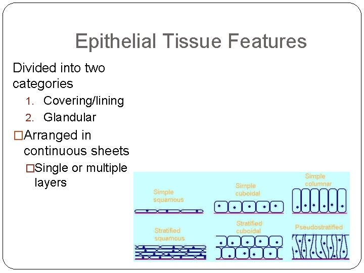 Epithelial Tissue Features Divided into two categories 1. Covering/lining 2. Glandular �Arranged in continuous