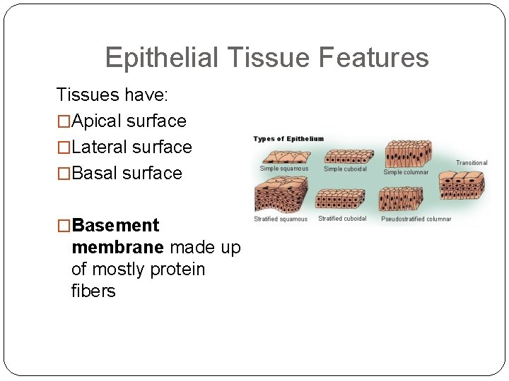 Epithelial Tissue Features Tissues have: �Apical surface �Lateral surface �Basement membrane made up of