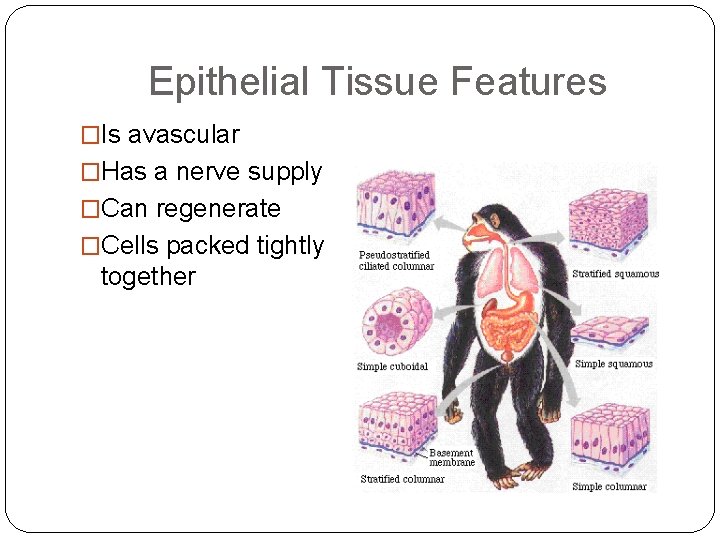 Epithelial Tissue Features �Is avascular �Has a nerve supply �Can regenerate �Cells packed tightly