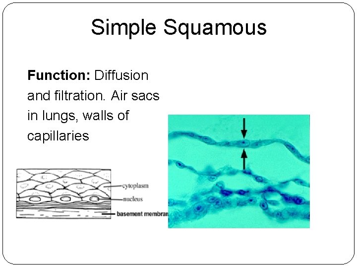 Simple Squamous Function: Diffusion and filtration. Air sacs in lungs, walls of capillaries 