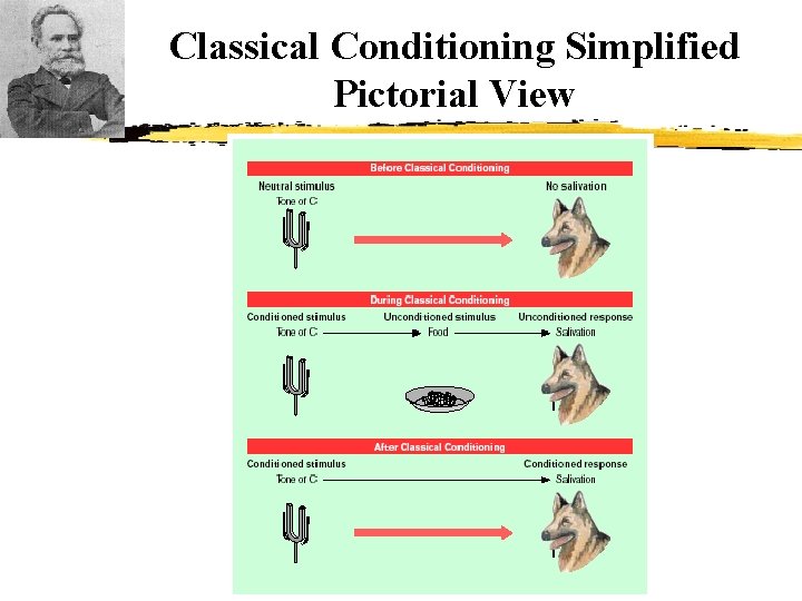 Classical Conditioning Simplified Pictorial View 