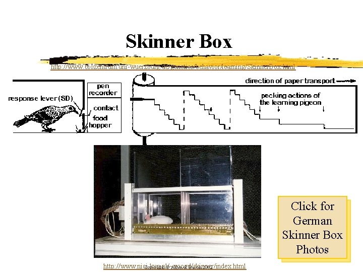 Skinner Box http: //www. biozentrum. uni-wuerzburg. de/genetics/behavior/learning/Skinner. Box. html Click for German Skinner Box