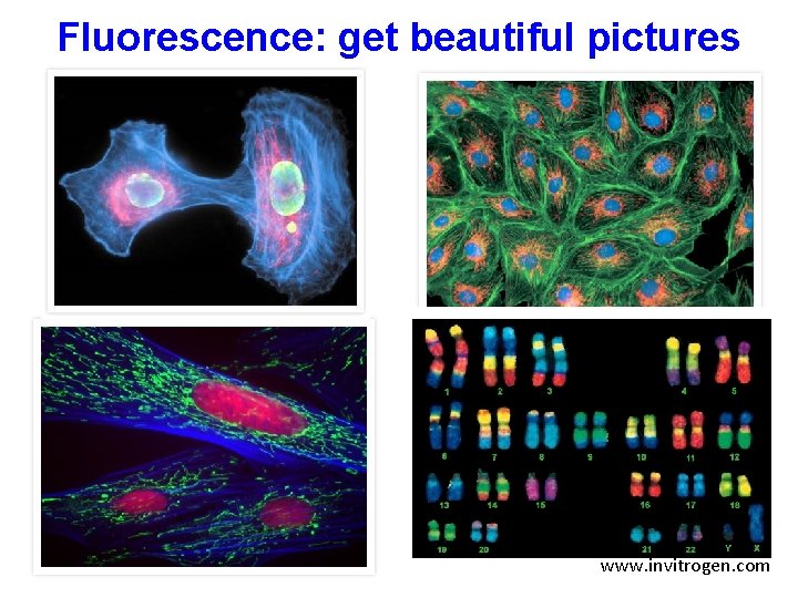 Fluorescence: get beautiful pictures www. invitrogen. com 