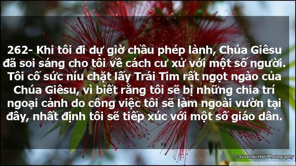 262 - Khi tôi đi dự giờ chầu phép lành, Chúa Giêsu đã soi