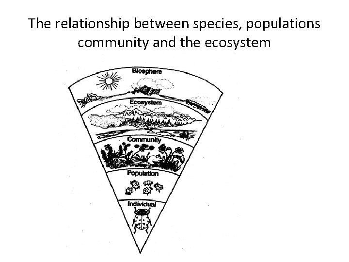 The relationship between species, populations community and the ecosystem The relationship between species, populations community and the ecosystem