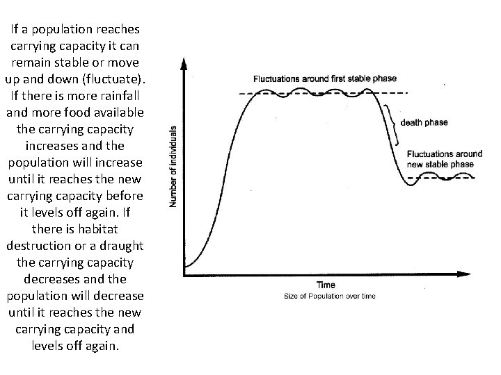 If a population reaches carrying capacity it can remain stable or move up and If a population reaches carrying capacity it can remain stable or move up and