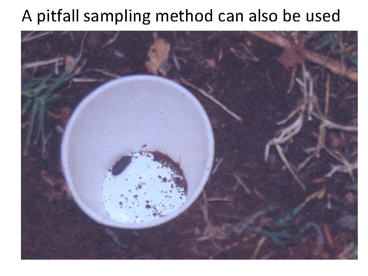 A pitfall sampling method can also be used A pitfall sampling method can also be used