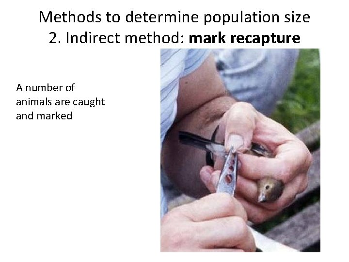 Methods to determine population size 2. Indirect method: mark recapture A number of animals Methods to determine population size 2. Indirect method: mark recapture A number of animals