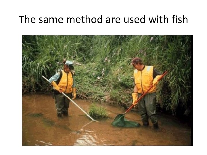 The same method are used with fish The same method are used with fish