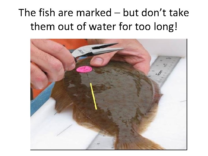 The fish are marked – but don’t take them out of water for too The fish are marked – but don’t take them out of water for too