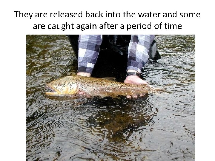 They are released back into the water and some are caught again after a They are released back into the water and some are caught again after a