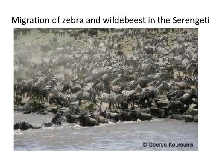 Migration of zebra and wildebeest in the Serengeti Migration of zebra and wildebeest in the Serengeti