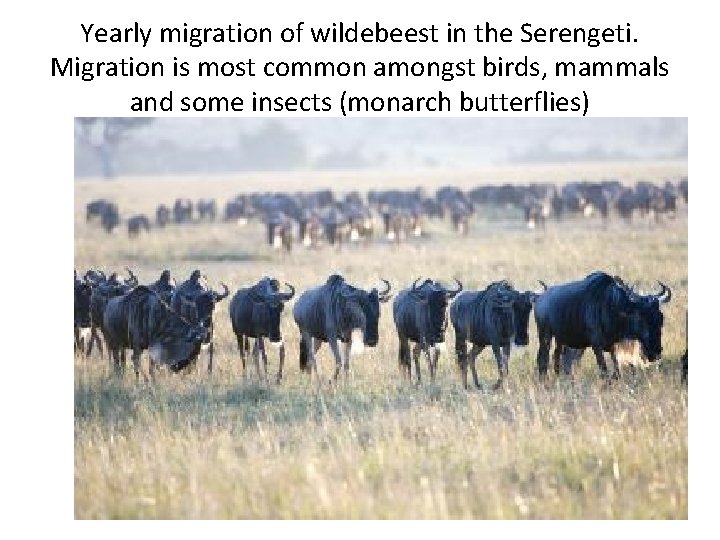 Yearly migration of wildebeest in the Serengeti. Migration is most common amongst birds, mammals Yearly migration of wildebeest in the Serengeti. Migration is most common amongst birds, mammals
