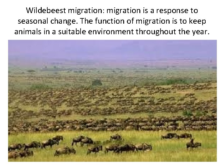 Wildebeest migration: migration is a response to seasonal change. The function of migration is Wildebeest migration: migration is a response to seasonal change. The function of migration is