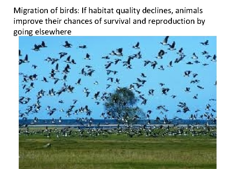 Migration of birds: If habitat quality declines, animals improve their chances of survival and Migration of birds: If habitat quality declines, animals improve their chances of survival and