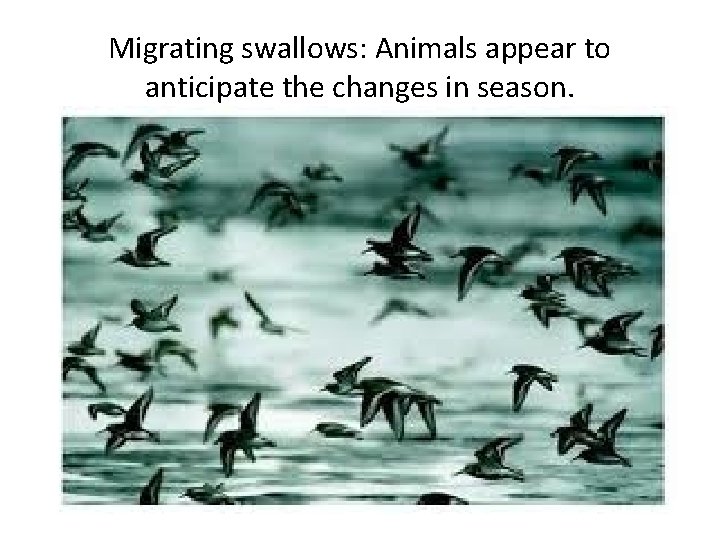 Migrating swallows: Animals appear to anticipate the changes in season. Migrating swallows: Animals appear to anticipate the changes in season.